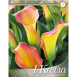 Калла Каптейн Лидо