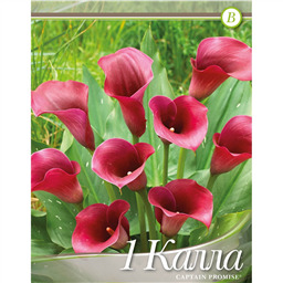 Калла Каптейн Промис