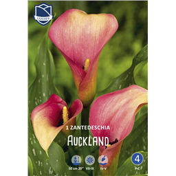 Калла Окленд 