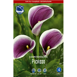 Калла Пикассо 