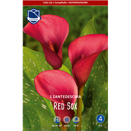 Калла Ред Сокс 