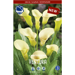 Калла Вентура