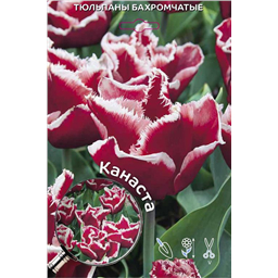 Тюльпан Бахромчатый Канаста