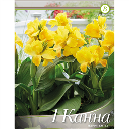 Канна Хэппи Эмили