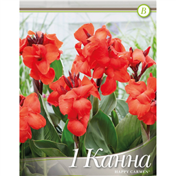 Канна Хэппи Кармен