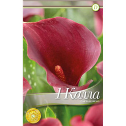 Капитан Рено