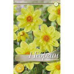 Келси Саншайн