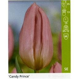 Кэнди Принц