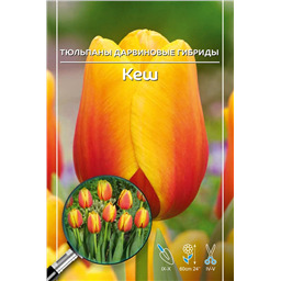 Тюльпан Дарвинов гибрид Кеш