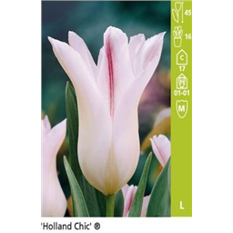 Холланд Шик