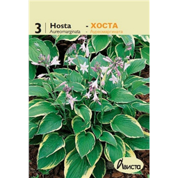 Хоста Ауреомаргината
