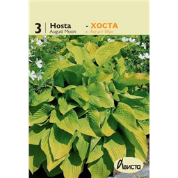 Хоста Август Мун