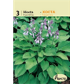 Хоста Гиацинтина