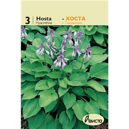 Хоста Гиацинтина