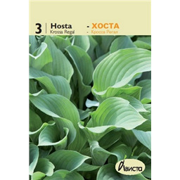 Хоста Кросса Регал
