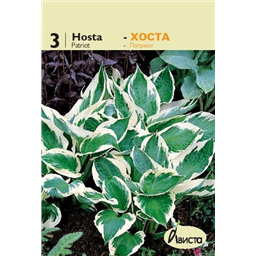 Хоста Патриот