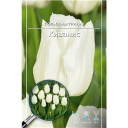 Тюльпан Триумф Киванис