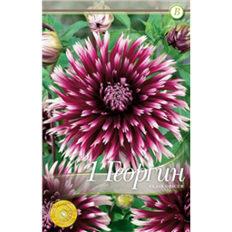 Клэр Обскур