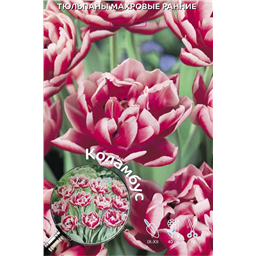 Тюльпан Махровый Ранний Коламбус