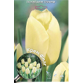 Тюльпан Триумф Крем Флаг