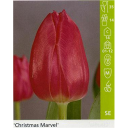 Кристмас Марвел