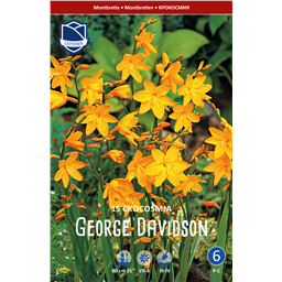 Крокосмия Георгий Девисон