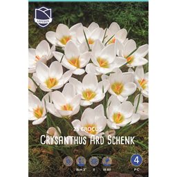 Крокус Ард Шенк