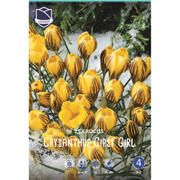 Крокус Джипси Герл