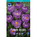 Крокус Флауэр Рекорд