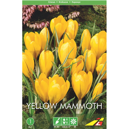 Крокус Йеллоу Мамут (упаковка мини)