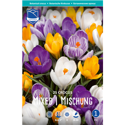 Крокус Смесь ботанических