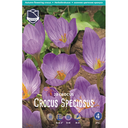 Крокус Специозус