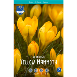 Крокус Йеллоу Мамут