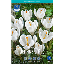 Крокус Жанна д`Арк
