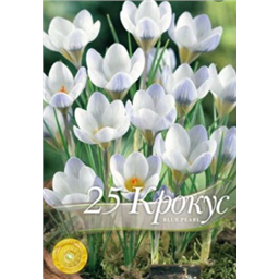 Крокус Блю Перл