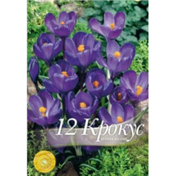 Крокус Флауэр Рекорд