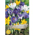 Крокус смесь