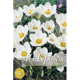 Крокус Сноубунтинг