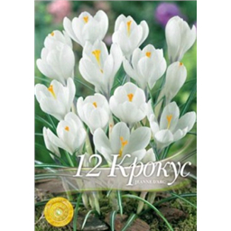 Крокус Жанна Д`Арк