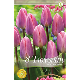 Лайт энд Дрими