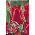 Тюльпан Дарвинов гибрид Лалибелла