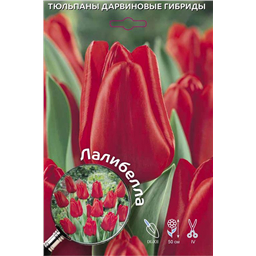 Тюльпан Дарвинов гибрид Лалибелла