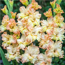 Ламбада Фриззл