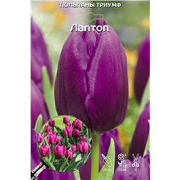 Тюльпан Триумф Лаптоп