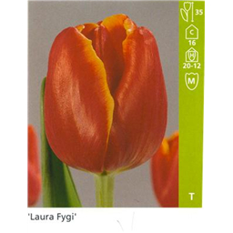 Лаура Фуджи