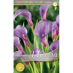 Лавандер Джем