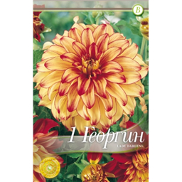 Леди Дарлен