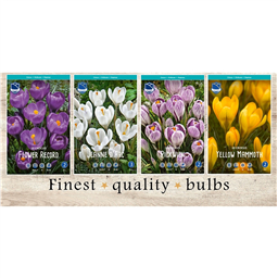 LFC-915 Крокусы Крупноцветковые(4x150шт.)9/+