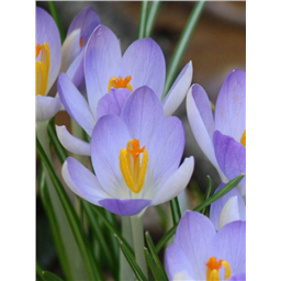 Лилак Бьюти