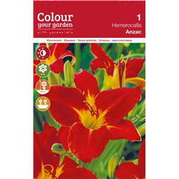 Лилейник Анзак